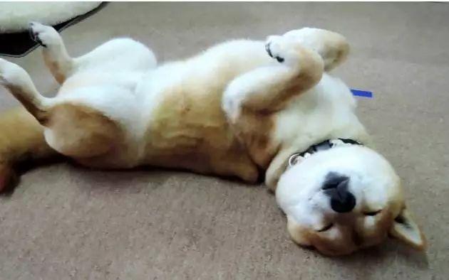 狗狗最容易出现缺少哪些元素?缺少这些元素后会出现哪些问题?(图5)