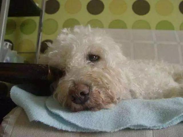 狗狗最容易出现缺少哪些元素?缺少这些元素后会出现哪些问题?(图7)