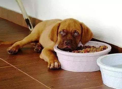 狗狗最容易出现缺少哪些元素?缺少这些元素后会出现哪些问题?(图8)