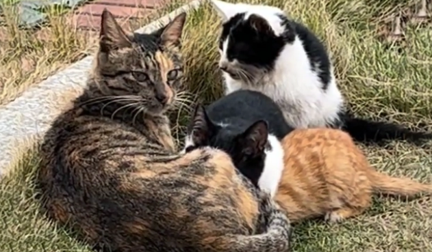 偶遇三条腿的流浪猫,叼着食物转身就跑(图1)