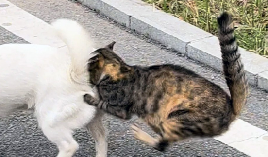 偶遇三条腿的流浪猫,叼着食物转身就跑(图2)