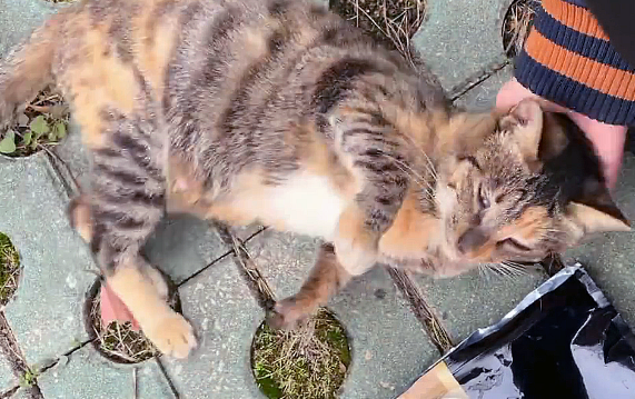 偶遇三条腿的流浪猫,叼着食物转身就跑(图3)