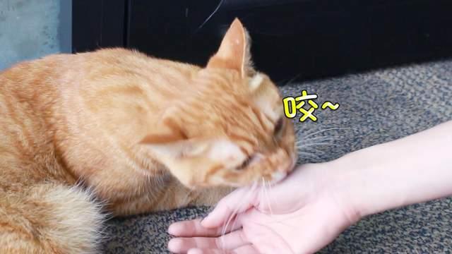 小猫换牙怎么办?做好这7点就够了(图6)