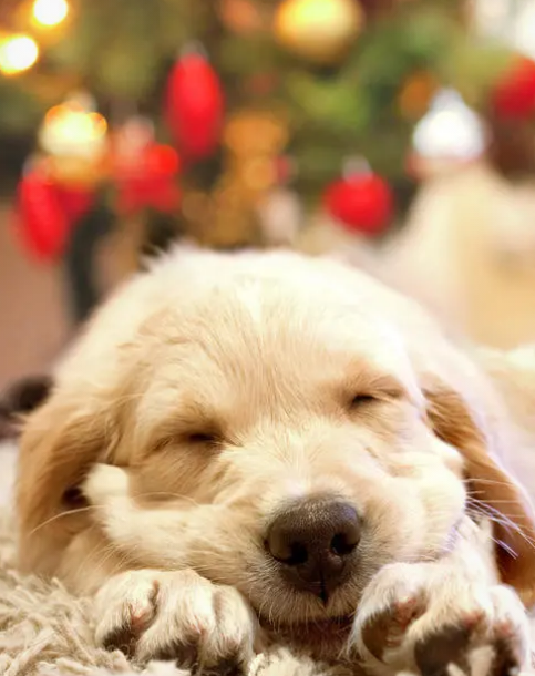 金毛爱睡觉的时间太长怎么办?金毛爱睡觉正常吗?(图1)