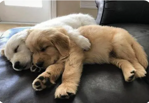 金毛爱睡觉的时间太长怎么办?金毛爱睡觉正常吗?(图3)