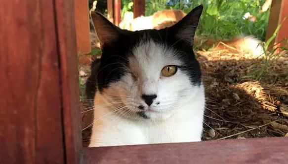 猫咪只有一只眼睛样貌劝退路人,却收获友情(图1)