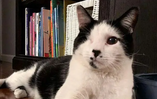 猫咪只有一只眼睛样貌劝退路人,却收获友情(图2)