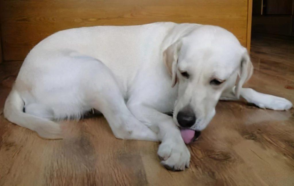 狗狗趾间炎的发病原因是什么?如何预防狗狗趾间炎?(图1)