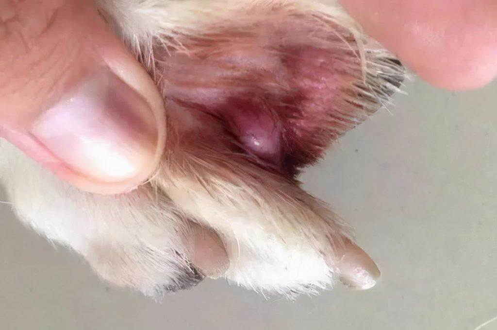 狗狗趾间炎的发病原因是什么?如何预防狗狗趾间炎?(图2)