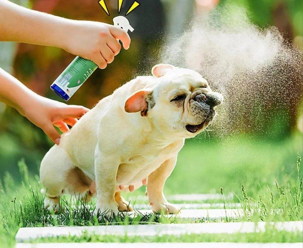 狗狗趾间炎的发病原因是什么?如何预防狗狗趾间炎?(图4)