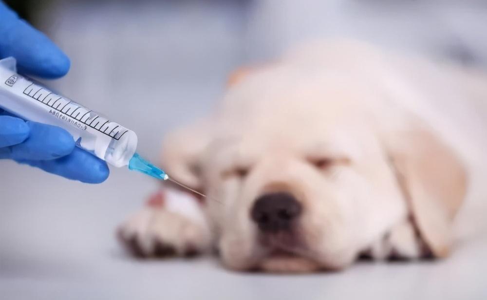 狗狗趾间炎的发病原因是什么?如何预防狗狗趾间炎?(图5)