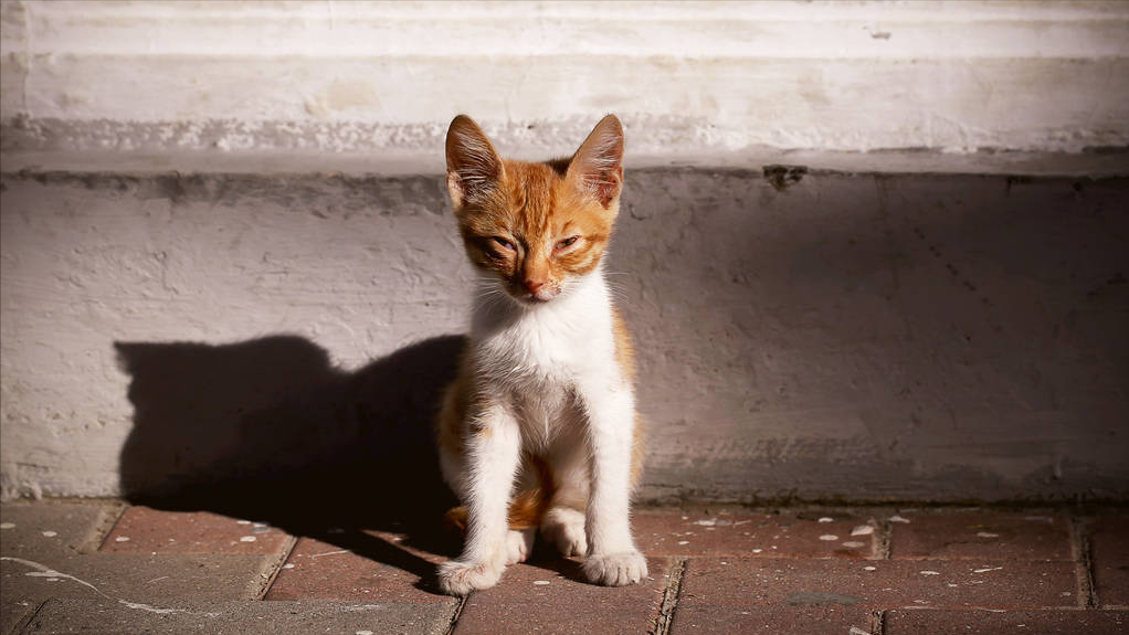 猫咪吃了特别辣的东西该怎么办?会不会对肠胃产生危害?(图2)