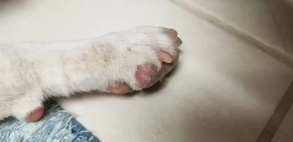 趾间炎是种什么疾病?狗狗得了趾间炎怎么办?趾间炎有什么预警么?(图3)