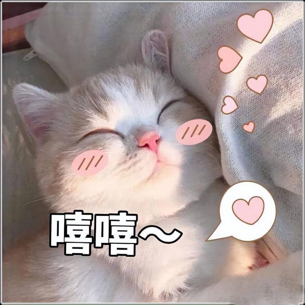 猫咪年龄 | 了解每个阶段特征,轻松看出它多大(图1)