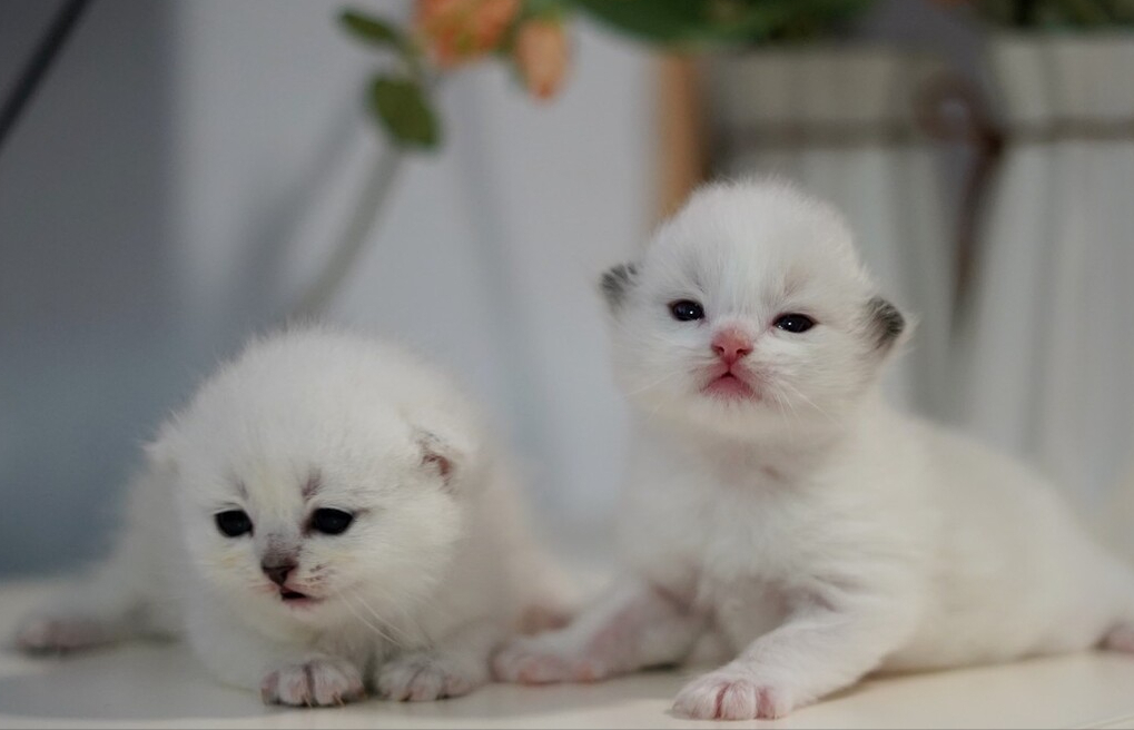 猫咪年龄 | 了解每个阶段特征,轻松看出它多大(图3)