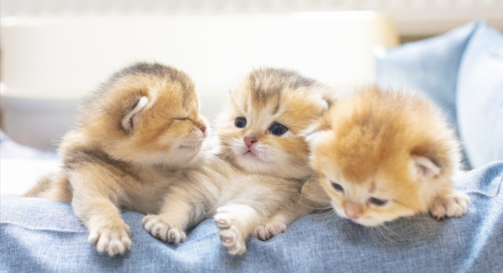 猫咪年龄 | 了解每个阶段特征,轻松看出它多大(图5)