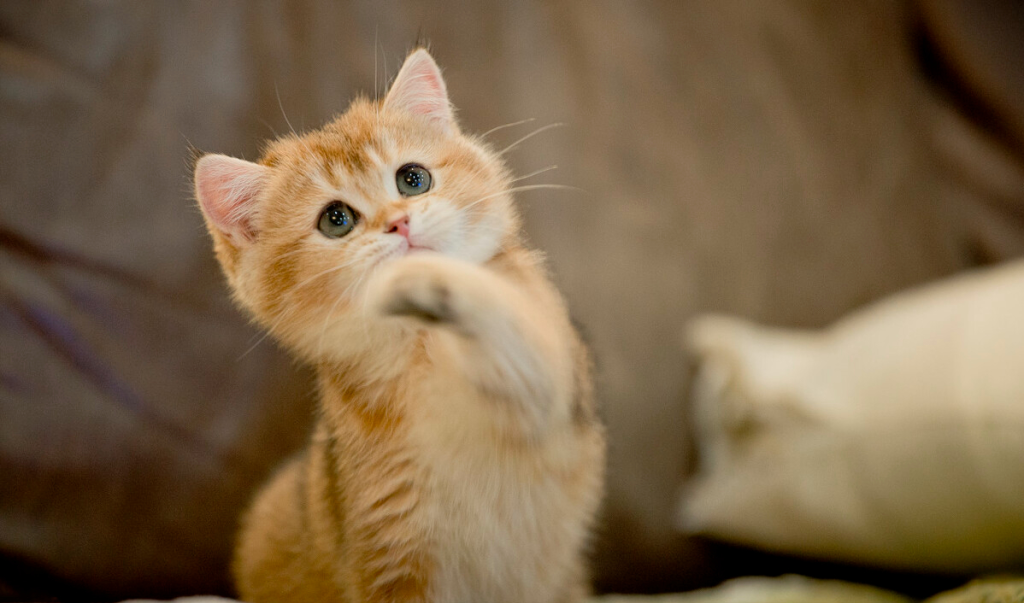 猫咪年龄 | 了解每个阶段特征,轻松看出它多大(图6)