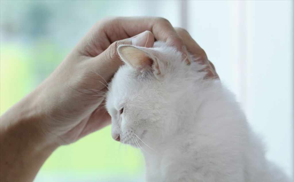 猫咪年龄 | 了解每个阶段特征,轻松看出它多大(图7)