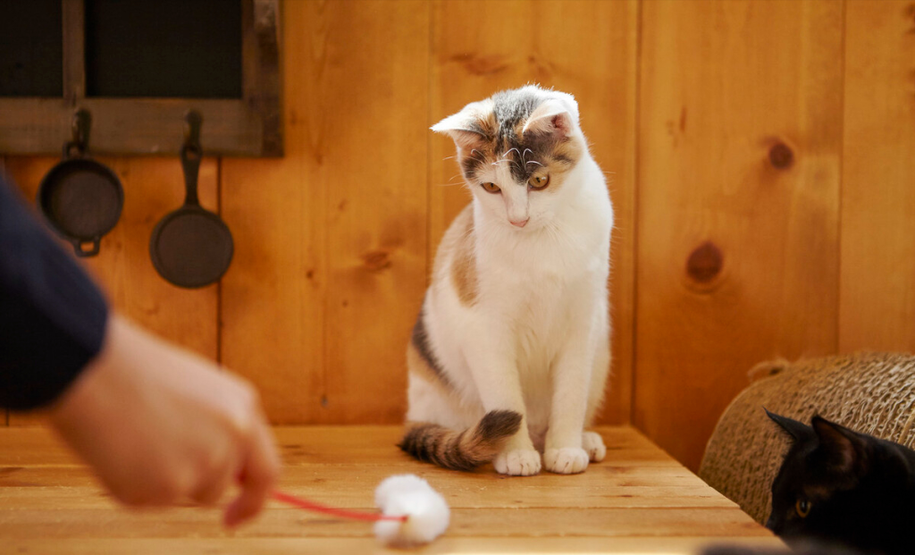 猫咪年龄 | 了解每个阶段特征,轻松看出它多大(图8)