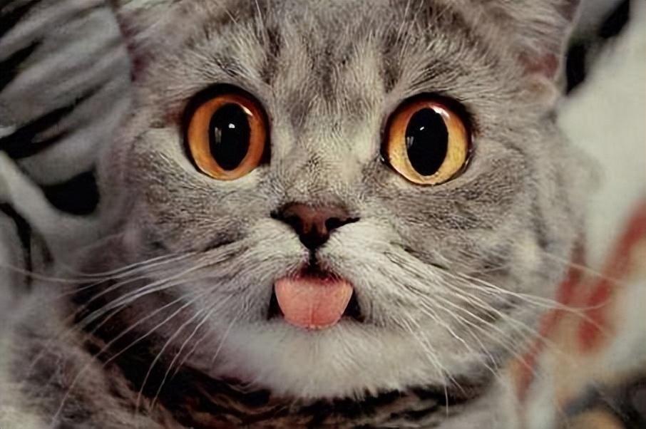 猫咪年龄 | 了解每个阶段特征,轻松看出它多大(图10)