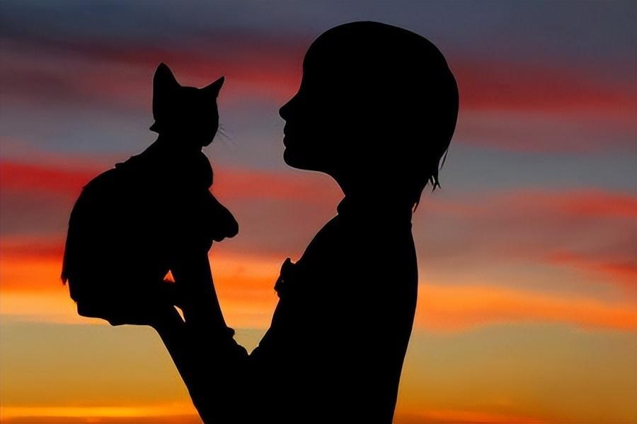 猫咪年龄 | 了解每个阶段特征,轻松看出它多大(图12)