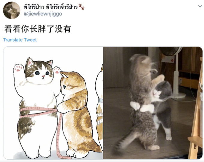 主人打开监控,发现猫咪在家盯着一颗猫砂看了整整30分钟(图4)