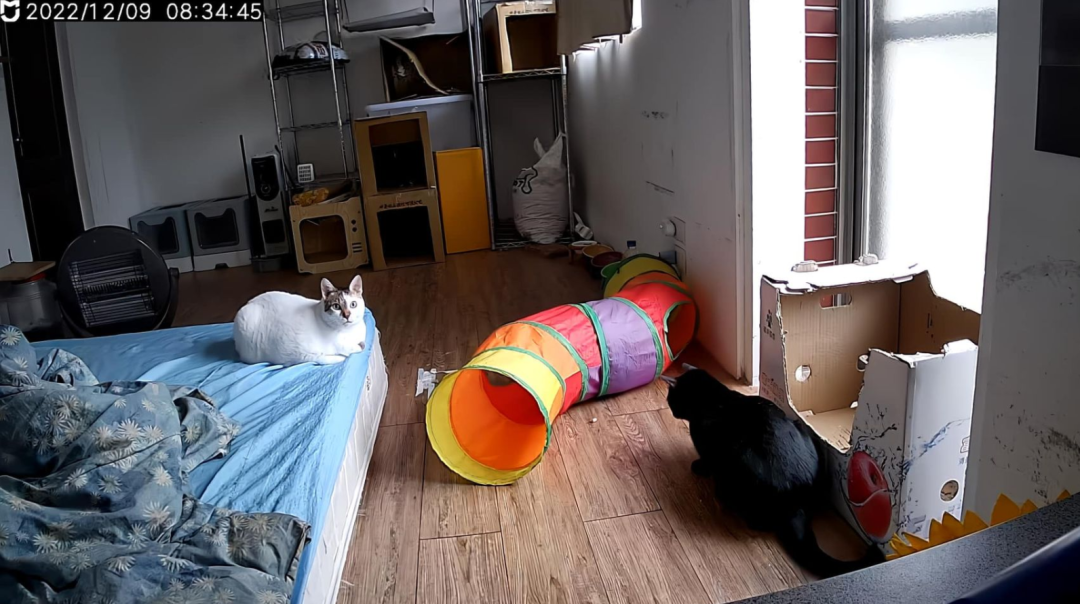 主人打开监控,发现猫咪在家盯着一颗猫砂看了整整30分钟(图2)