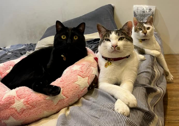 主人打开监控,发现猫咪在家盯着一颗猫砂看了整整30分钟(图1)