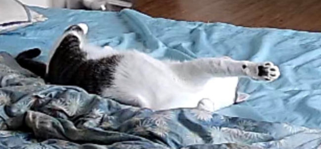 主人打开监控,发现猫咪在家盯着一颗猫砂看了整整30分钟(图3)