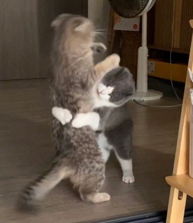 主人打开监控,发现猫咪在家盯着一颗猫砂看了整整30分钟(图5)