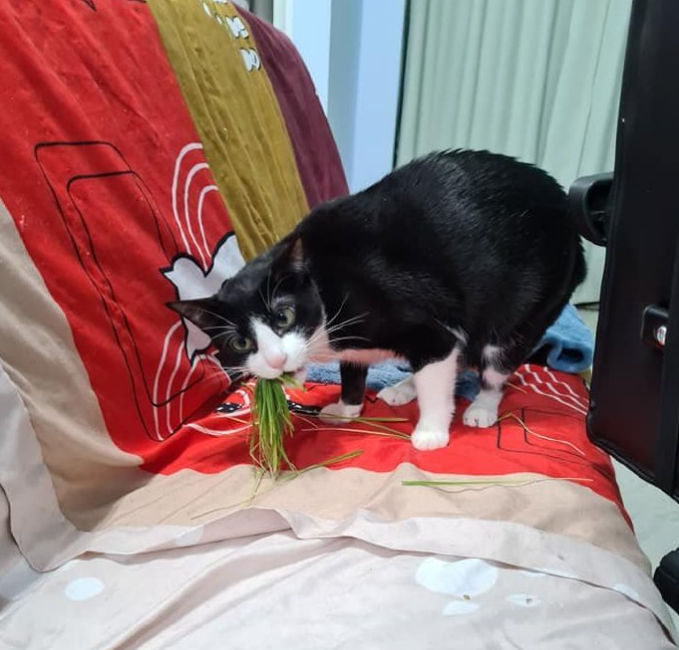 主人打开监控,发现猫咪在家盯着一颗猫砂看了整整30分钟(图7)