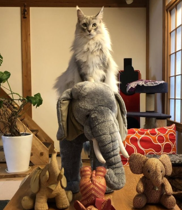 主人打开监控,发现猫咪在家盯着一颗猫砂看了整整30分钟(图8)