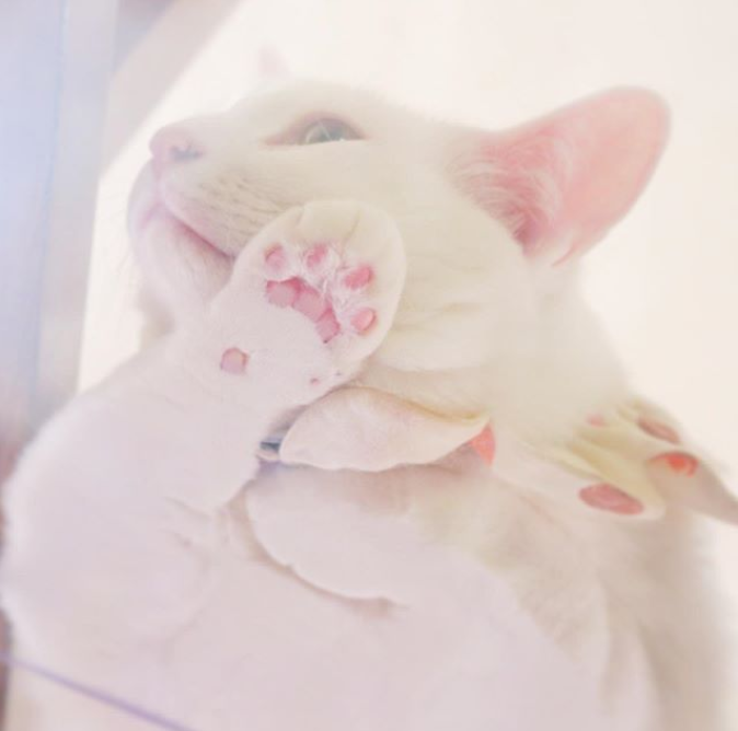 主人打开监控,发现猫咪在家盯着一颗猫砂看了整整30分钟(图9)