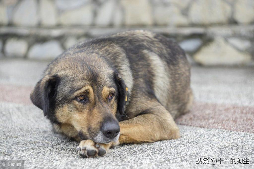 捡流浪狗回家应该怎么做?家里有原住民的情况下又要注意什么?(图1)