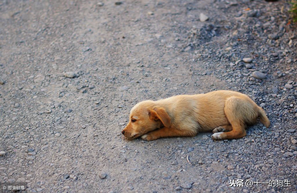 捡流浪狗回家应该怎么做?家里有原住民的情况下又要注意什么?(图2)