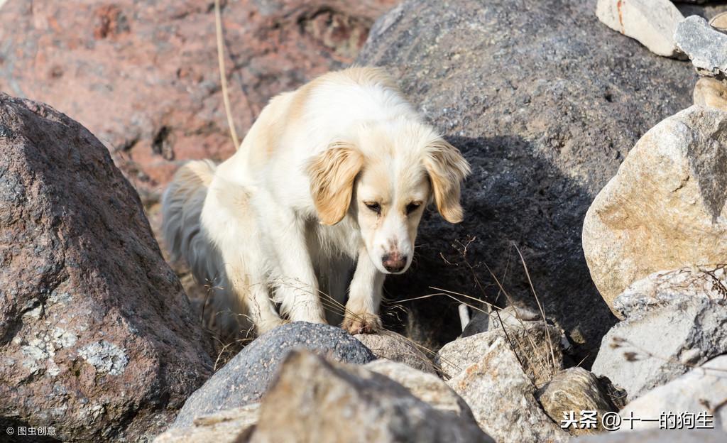 捡流浪狗回家应该怎么做?家里有原住民的情况下又要注意什么?(图5)