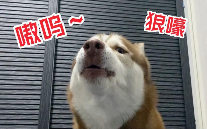 狗狗发出像狼嚎一样的仰天长啸,到底是怎么回事?可能是疾病的信号!(图4)