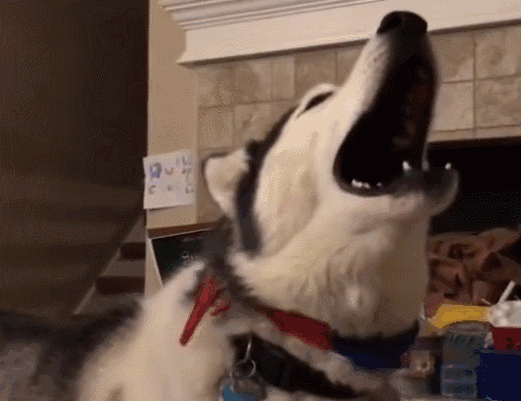 狗狗发出像狼嚎一样的仰天长啸,到底是怎么回事?可能是疾病的信号!(图3)