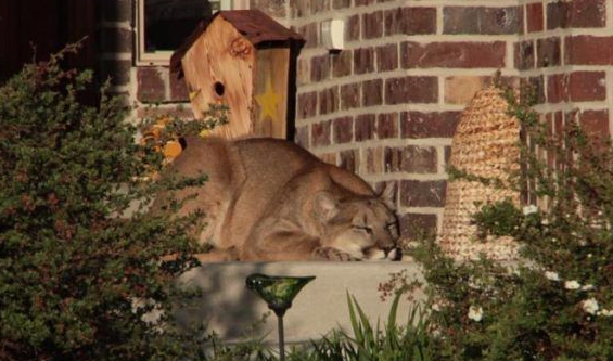 这猫咪好像有点大只 原来竟是货真价实的美洲狮(图2)