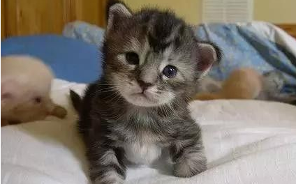 家猫误被当山猫 只因为体型很大的原因(图1)