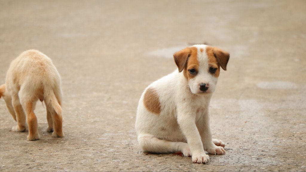 你会收留流浪狗吗?流浪狗刚被捡回家该如何照顾?(图1)