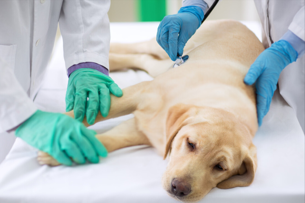 你会收留流浪狗吗?流浪狗刚被捡回家该如何照顾?(图2)