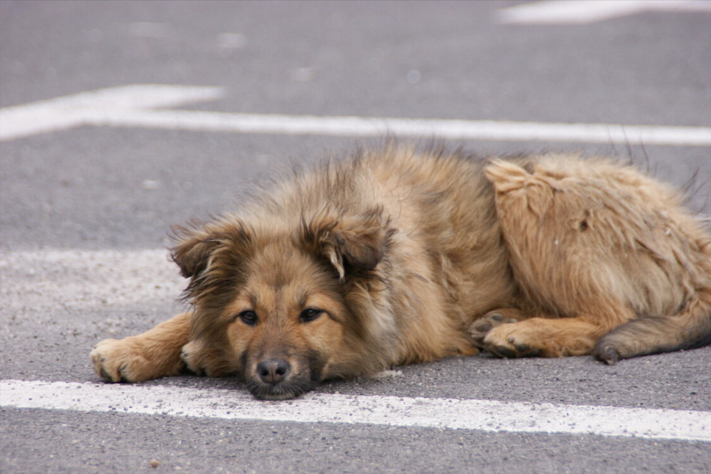 你会收留流浪狗吗?流浪狗刚被捡回家该如何照顾?(图3)