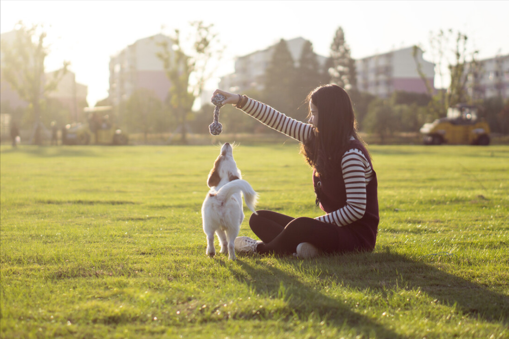 你会收留流浪狗吗?流浪狗刚被捡回家该如何照顾?(图5)