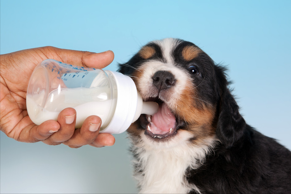 你会收留流浪狗吗?流浪狗刚被捡回家该如何照顾?(图6)