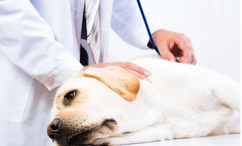 新手养宠 | 你听说过犬窝咳吗?关于犬窝咳的知识需要你了解(图4)