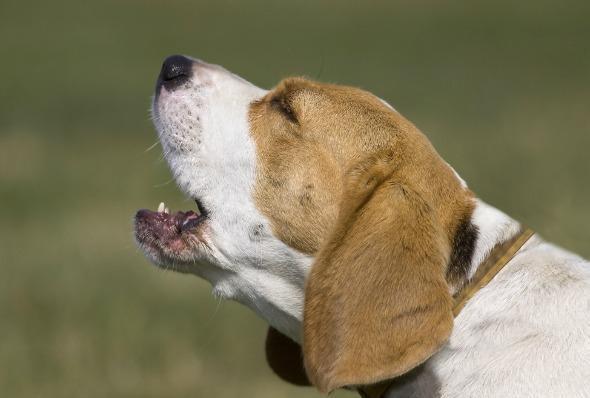 新手养宠 | 你听说过犬窝咳吗?关于犬窝咳的知识需要你了解(图2)