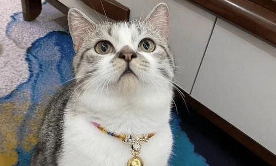 一男子假装领养猫咪,实则将其当成发泄对象,虐至重伤奄奄一息!(图1)