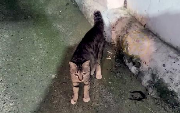 流浪猫放下戒备讨好人类,叼起食物转身就跑,它这么做是为了小猫(图1)