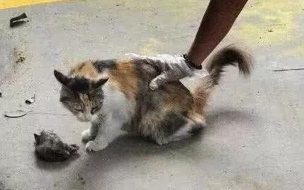 母猫出去觅食,回来看到小猫咪出事一动不动,绝望的模样惹人心疼(图1)